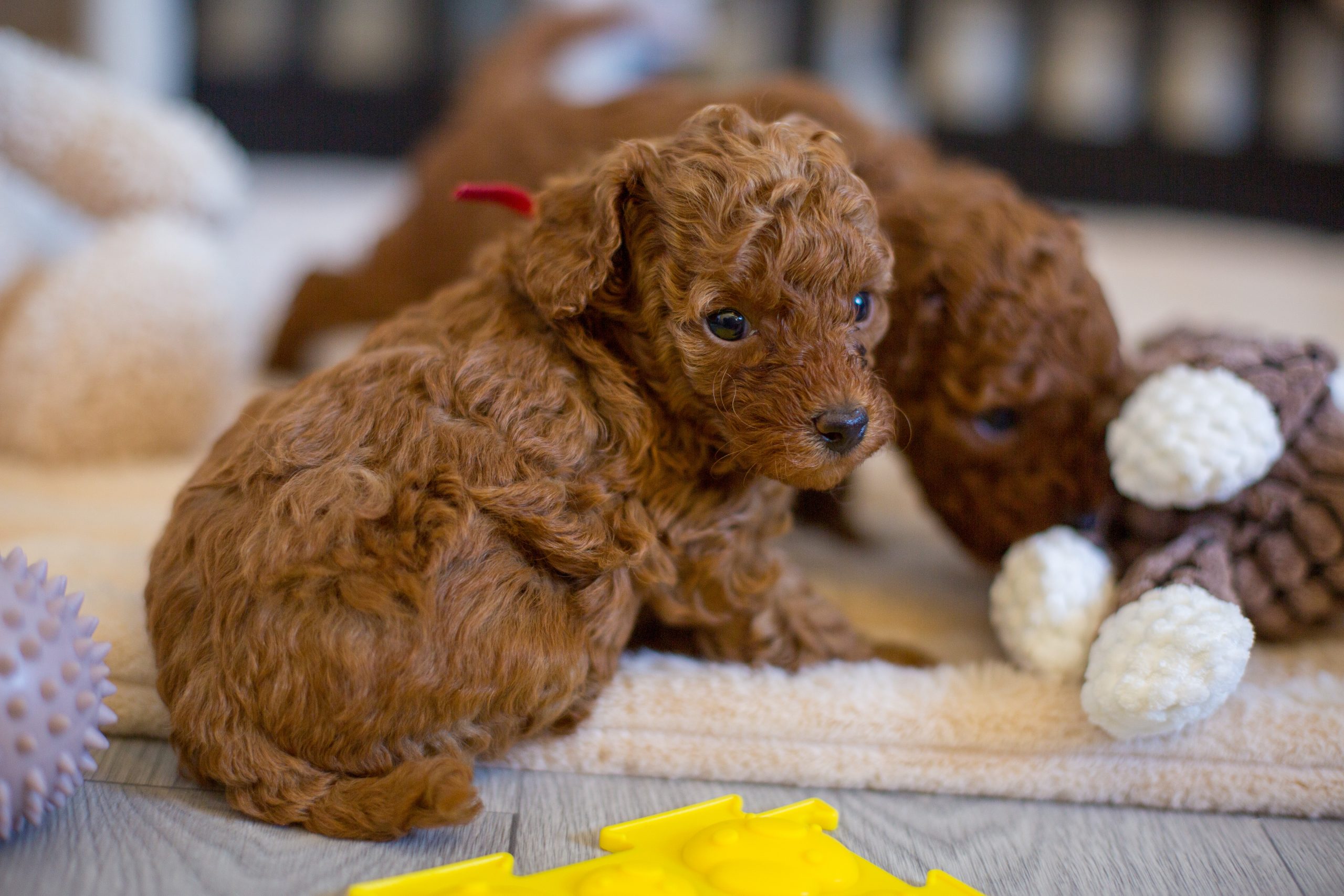 * Toy Pudel kaufen • Hypoallergene Hunderasse • Intelligente kleine Hunde • Hund für Wohnung • Toy Pudel Charakter • kleiner Familienhund • Hund für Anfänger • Hund für Senioren • Pudel in verschiedenen Farben • leicht erziehbarer Hund • kleiner Hund mit großem Herz