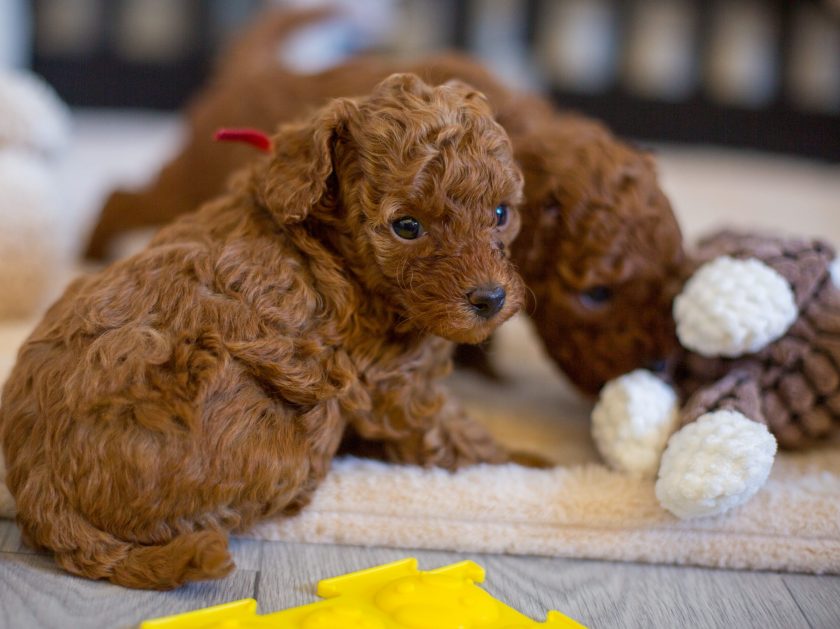 * Toy Pudel kaufen • Hypoallergene Hunderasse • Intelligente kleine Hunde • Hund für Wohnung • Toy Pudel Charakter • kleiner Familienhund • Hund für Anfänger • Hund für Senioren • Pudel in verschiedenen Farben • leicht erziehbarer Hund • kleiner Hund mit großem Herz