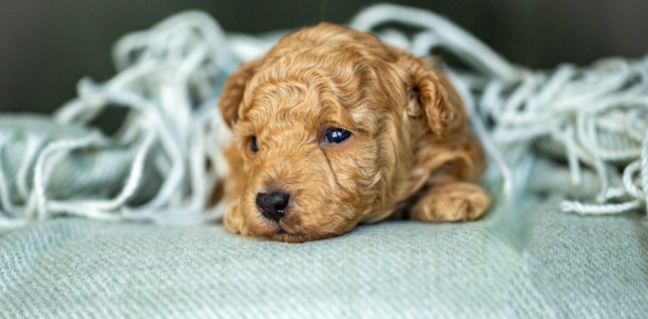 Nachzucht Welpen Toypudel Toxy Pudel apricot Mothers Day