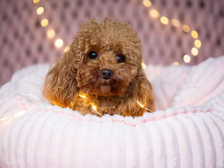 Toy Pudel Toypudel Hündin apricot fawn Züchter Papiere