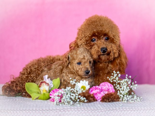 Nachzucht Welpen Toypudel Toxy Pudel apricot Mothers Day