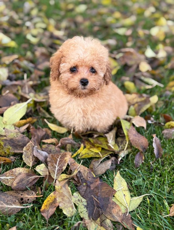 {{brizy_dc_image_alt imageSrc=